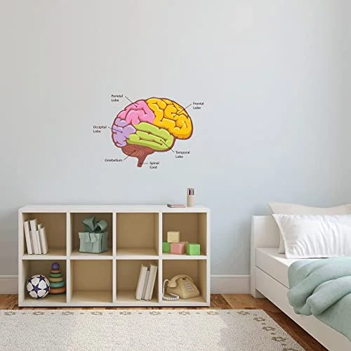 Wallzone Brain Large Vinyl Wallsticker for Home Decoration ( 80 cm x 53 cm)