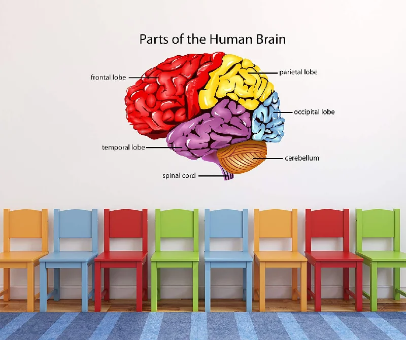 Wall Archs Parts of The Human Brain Wallsticker (Vinyl 80cm x 50cm)